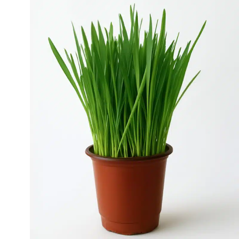 Pasto Fresco de Avena Cultivado con cariño para conejos, cobayos, chinchillas, tortugas, aves y otros herbívoros exóticos (tambien es apto para perros y gatos).