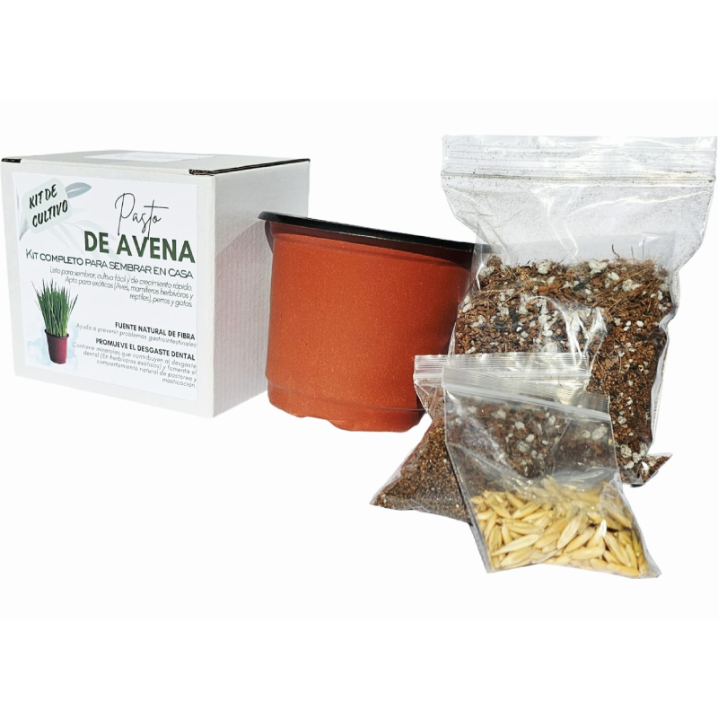 Kit Cultivo Pasto de Avena listo para sembrar, cultivo fácil y de crecimiento rápido. Apto para aves, mamíferos herbívoros, reptiles, perros y gatos.